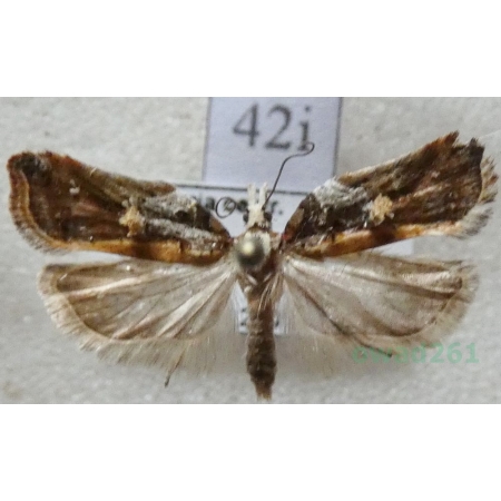 Acleris cristana (Denis & Schiffermüller, 1775) Czech42i